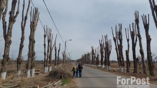 ForPost- Крымчане и экологи просят ввести мораторий на обрезку деревьев в Симферополе