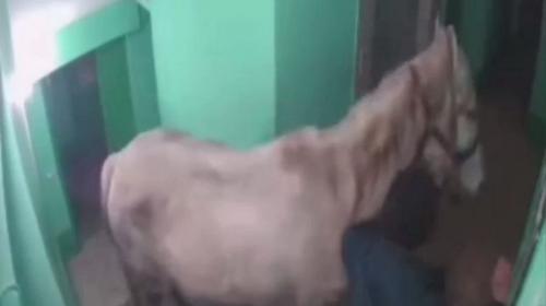 ForPost - Житель многоэтажки пытался въехать в квартиру на белом коне