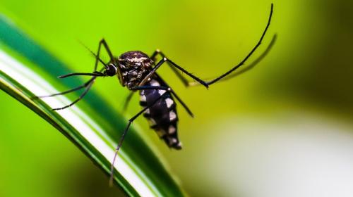 ForPost- В мире происходит крупнейшая вспышка лихорадки денге