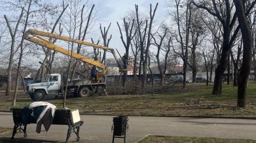 ForPost- Прокуратура выявила нарушения при обрезке деревьев в Крыму