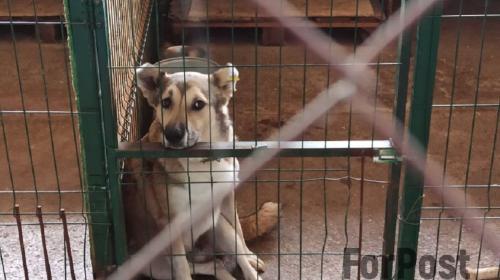 ForPost- В Севастополе облегчат жизнь брошенным собакам