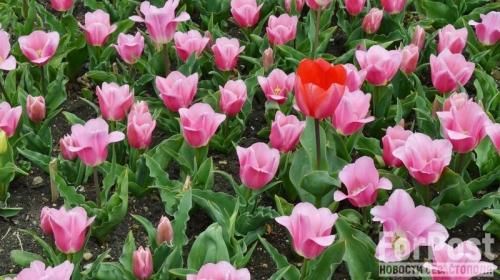 ForPost - Когда начнётся крымский парад тюльпанов?