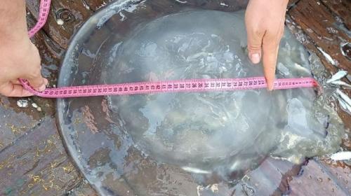 ForPost- Крымские учёные научились солить медуз и превращать их в пасту