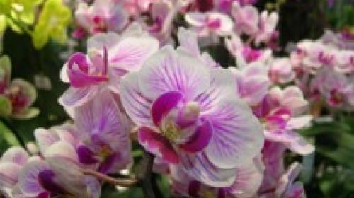 ForPost - Орхидеи погибнут за 160 миллионов гривен