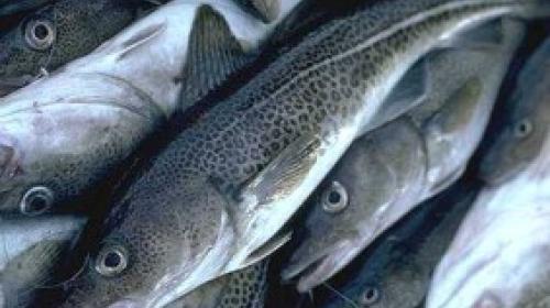 ForPost - В Севастополе таможенники выявили более 53 т незадекларированной свежемороженой рыбы на сумму свыше 350 тыс. грн