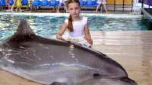 ForPost - Детей военных будут лечить в Севастополе с помощью дельфинов
