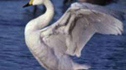 ForPost - В Крыму у браконьеров отобрали 16 краснокнижных лебедей