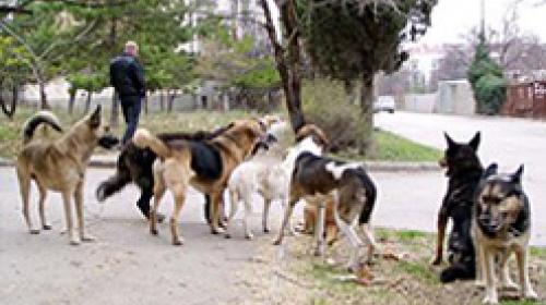 ForPost - Защитники животных утверждают, что в Севастополе неизвестно куда ушли деньги на липовую стерилизацию собак