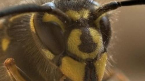 ForPost - Ученые установили, что пчелы умеют считать до четырех