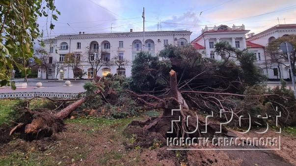 ForPost - Какие деревья и почему стали жертвами урагана в Севастополе