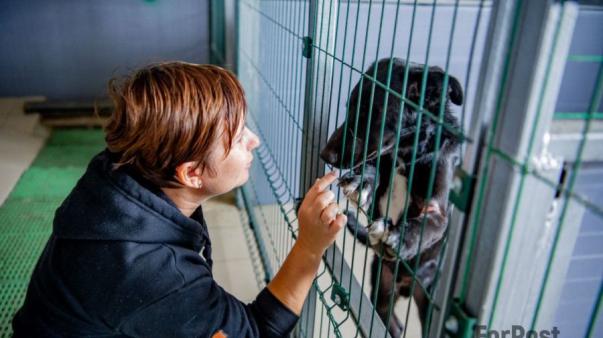 ForPost - Более 80 бездомных собак ждут лучшей жизни в Севастополе