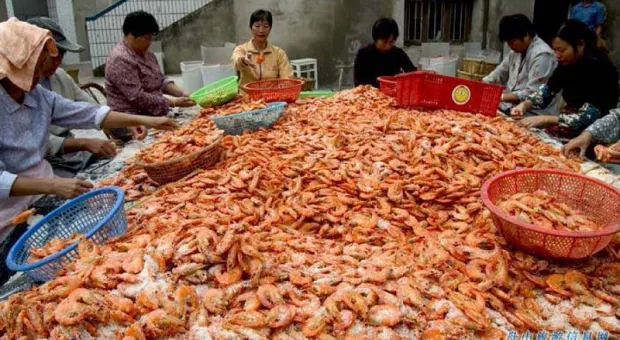 Аксёнов поможет китайскому производству морепродуктов