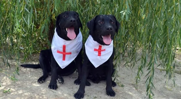 В Севастополе живёт единственная в Крыму собака-терапевт