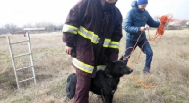 В Керчи сотрудники МЧС вызволили собаку из западни