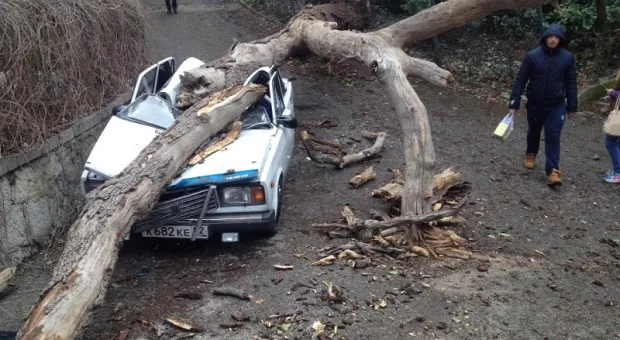 В Ялте сухое дерево отправило машину в утиль