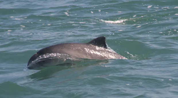 Мертвые дельфины с резаными ранами обнаружены в бухте Севастополя