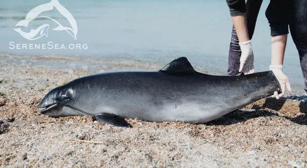 Браконьеры массово убивают дельфинов в Чёрном море