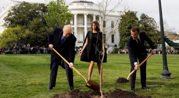 С лужайки Белого дома пропал посаженный Трампом и Макроном дуб