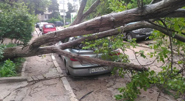 В Севастополе двум иномаркам досталось от ореха