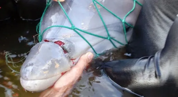 В Севастополе накажут избавившегося от дельфина рыбака 