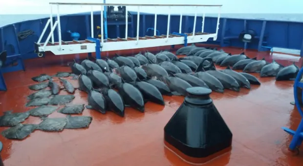Украинские браконьеры погубили 46 дельфинов