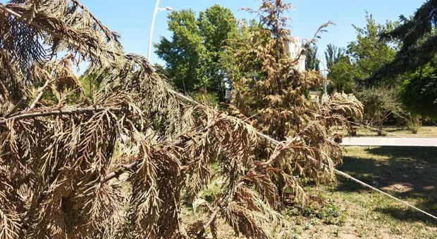 В Симферополе погибают только высаженные деревья
