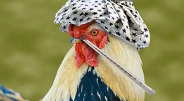 Крымчан предупредили об опасности птичьего гриппа