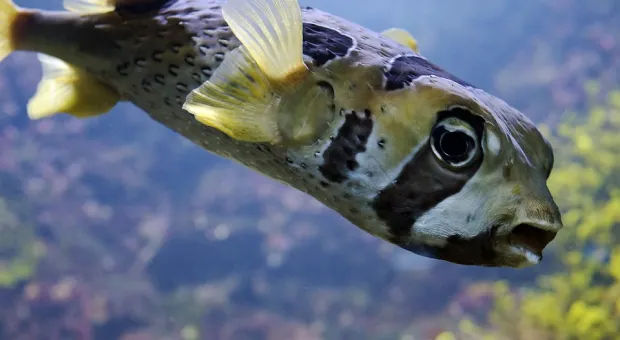 Ученые опровергли обнаружение ядовитой рыбы фугу в Севастополе