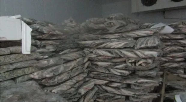 ФСБ обнаружила в Черноморском партию рыбы «с душком»