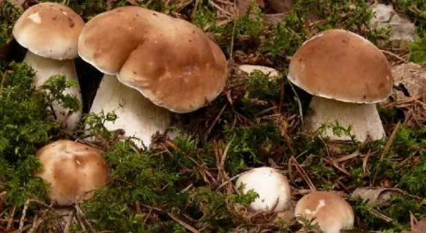 Отравившиеся в Крыму грибами 11 человек оказались гражданами Украины