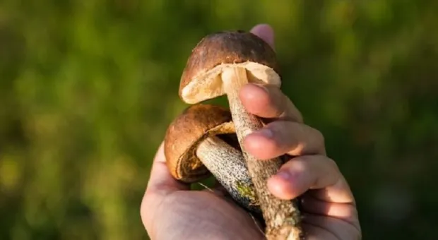 В Крыму 11 монахинь отравились грибами