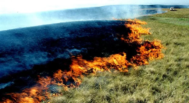 В окрестностях Севастополя за 7 дней выгорело больше 10 гектаров земли