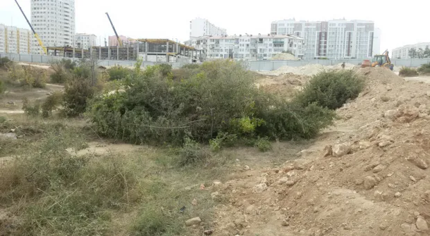 В Севастополе вырубили можжевеловую рощу для строительства школы