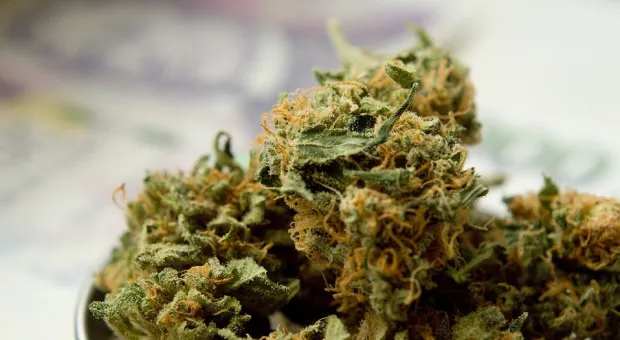 26 свертков с марихуаной не нашли своего потребителя в Севастополе