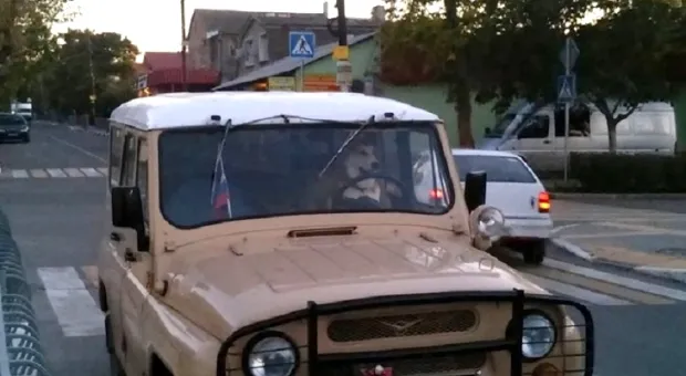 В Севастополе появился "щенячий патруль" 