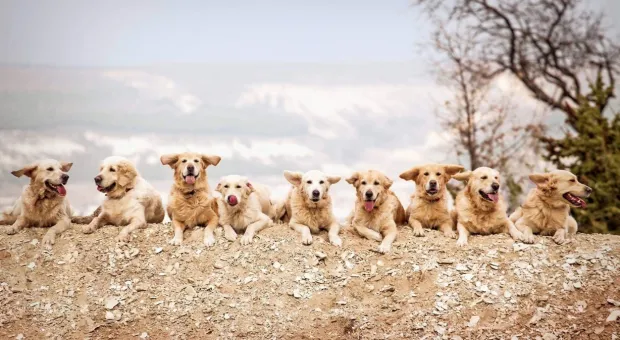 Как собакам и их владельцам в дорогом Крыму живется