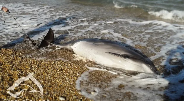 В Крыму всё больше дельфинов выбрасывается на берег