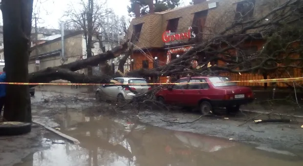 Жуткое происшествие: газовый факел и порванные провода — в Симферополе рухнуло дерево