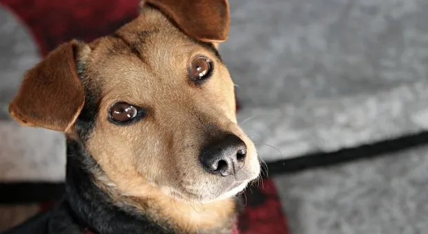 Выжить любой ценой: упавшая на скалы севастопольская собака двое суток ждала спасателей 