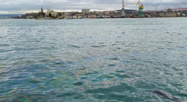 Севастопольскую бухту полностью залили мазутом 