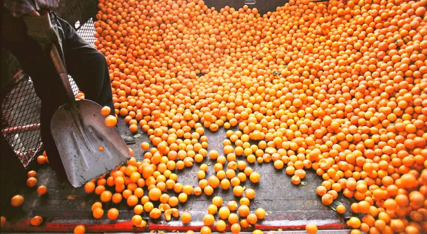 Апельсины с новым вкусом уже отправились из Сирии в Севастополь 