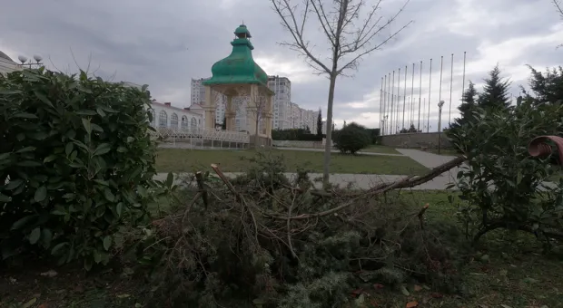 Власти Севастополя закрыли глаза на спил можжевельника у парка Победы