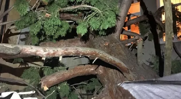 На жилой дом в Ялте рухнуло дерево