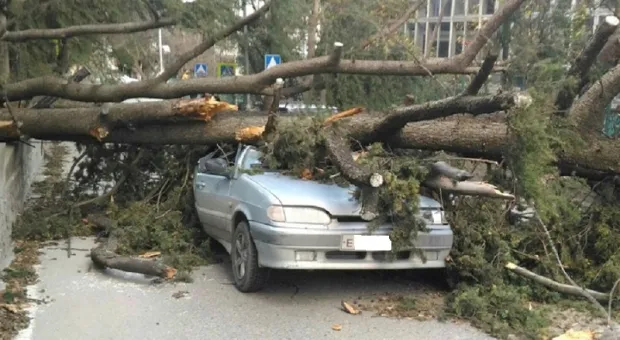 Шокирующее видео: в Ялте дерево расплющило машину
