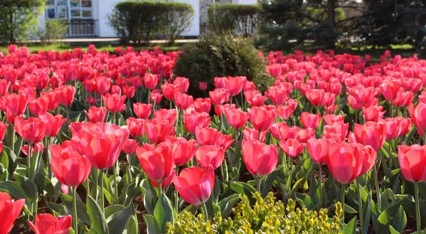 Цветочное изобилие: в Севастополе раскрываются тюльпаны 