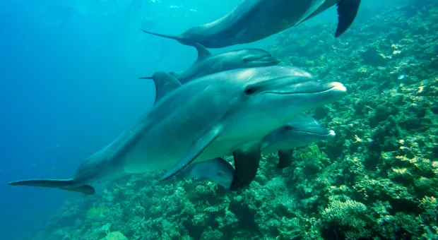 Дельфин, спасённый в бухте Севастополя, может погибнуть