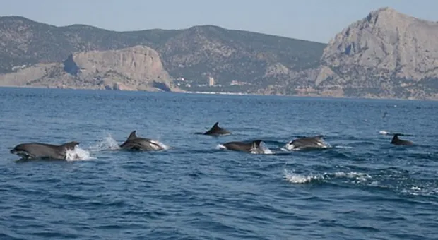 Дельфин попал в ловушку у берегов Севастополя