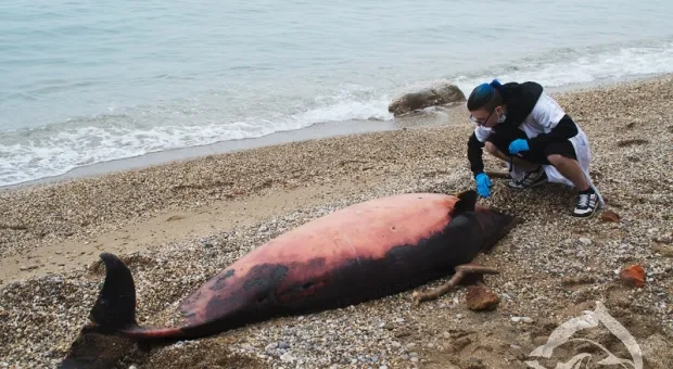 Вялеными дельфинами отбивают туристов от Крыма
