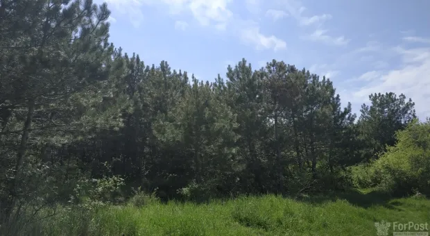 Правительство Севастополя отдало военным лес под застройку
