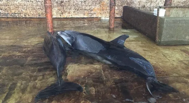 В Крыму вспыхнул скандал вокруг карадагского дельфинария
